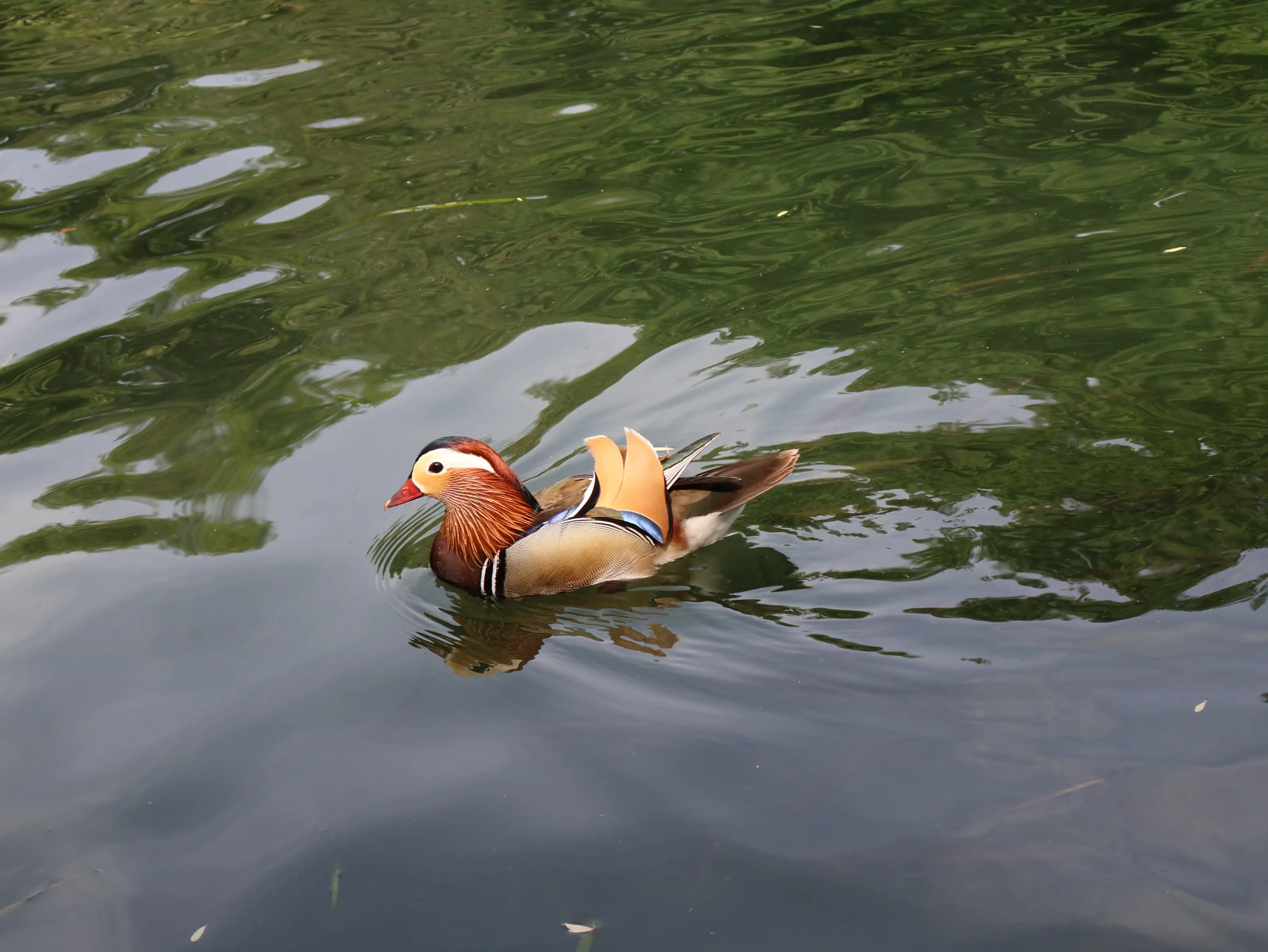 IMG_5375.jpg